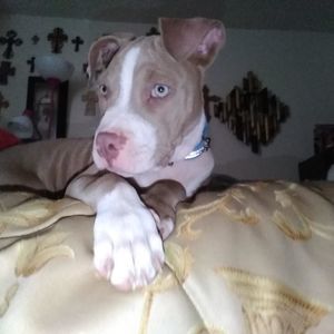 Meet your Posher, Billy